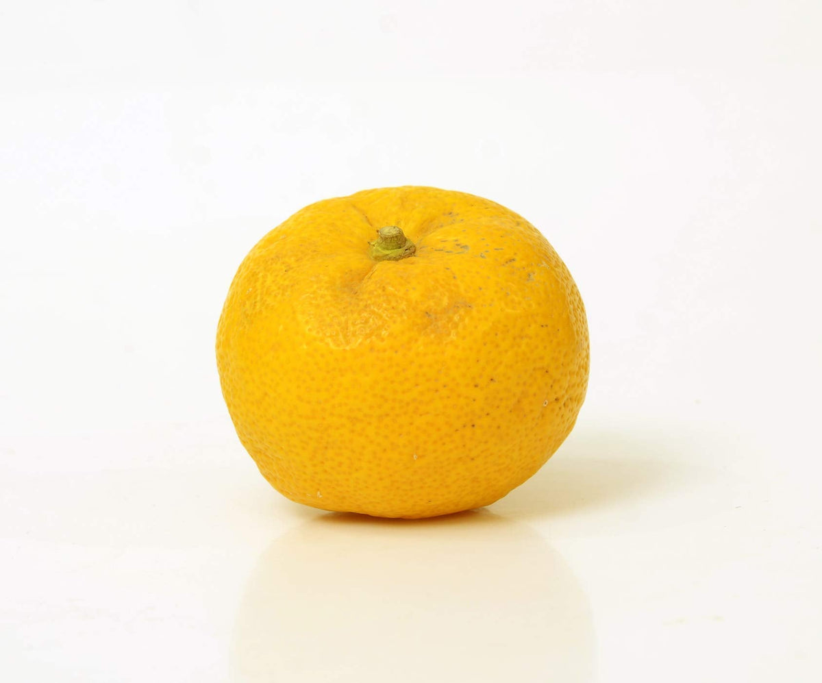 Yuzu Citrus Tree Starter Plant. Citrus Junos. 3" - 5"