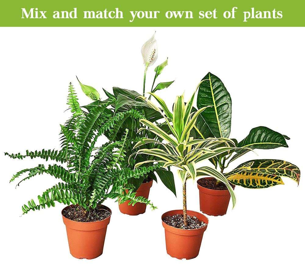 Maranta Leuconeura Live Plant for Indoor | Different Houseplants in 4'' & 6'' Pot | Real House Plant for Living Room, Office, Desk & Bathroom | Prayer Plant