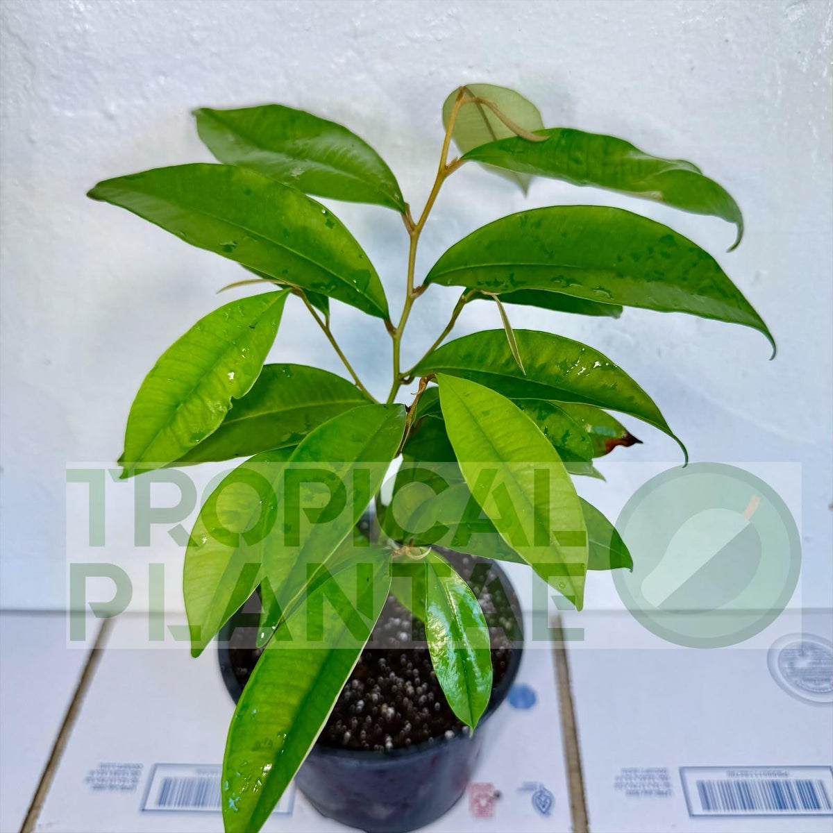 Caimito Tree (Chrysophyllum cainito) – Star Apple Live Tropical Fruit Plant 1–2 ft Tall TROPICALPLANTAE