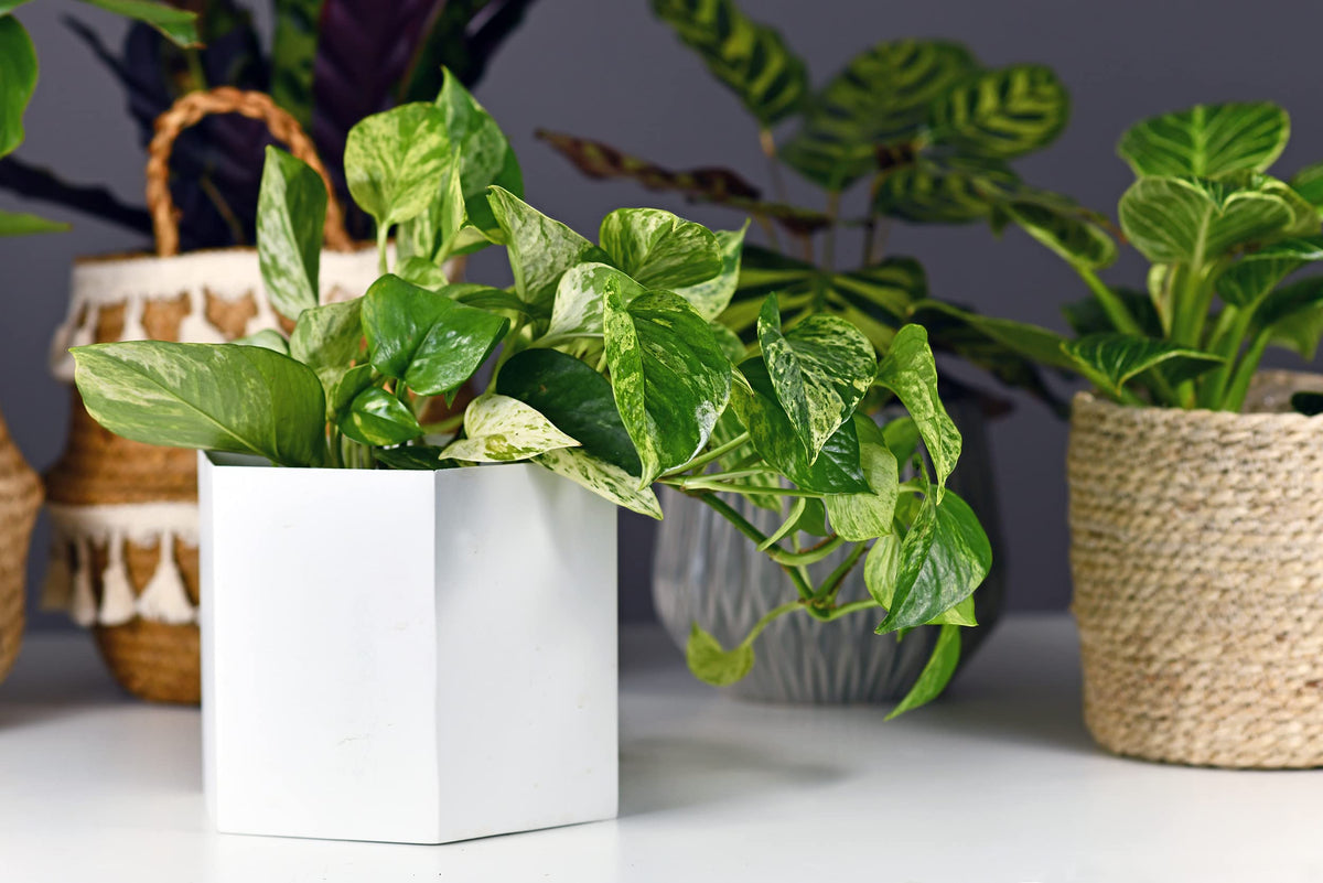American Plant Exchange Marble Queen Pothos – Live 6-Inch Pot, Bright Green Trailing Vine, Easy-Care Air Purifying Houseplant for Hanging Planters, Shelves & Indoor Home or Office Décor