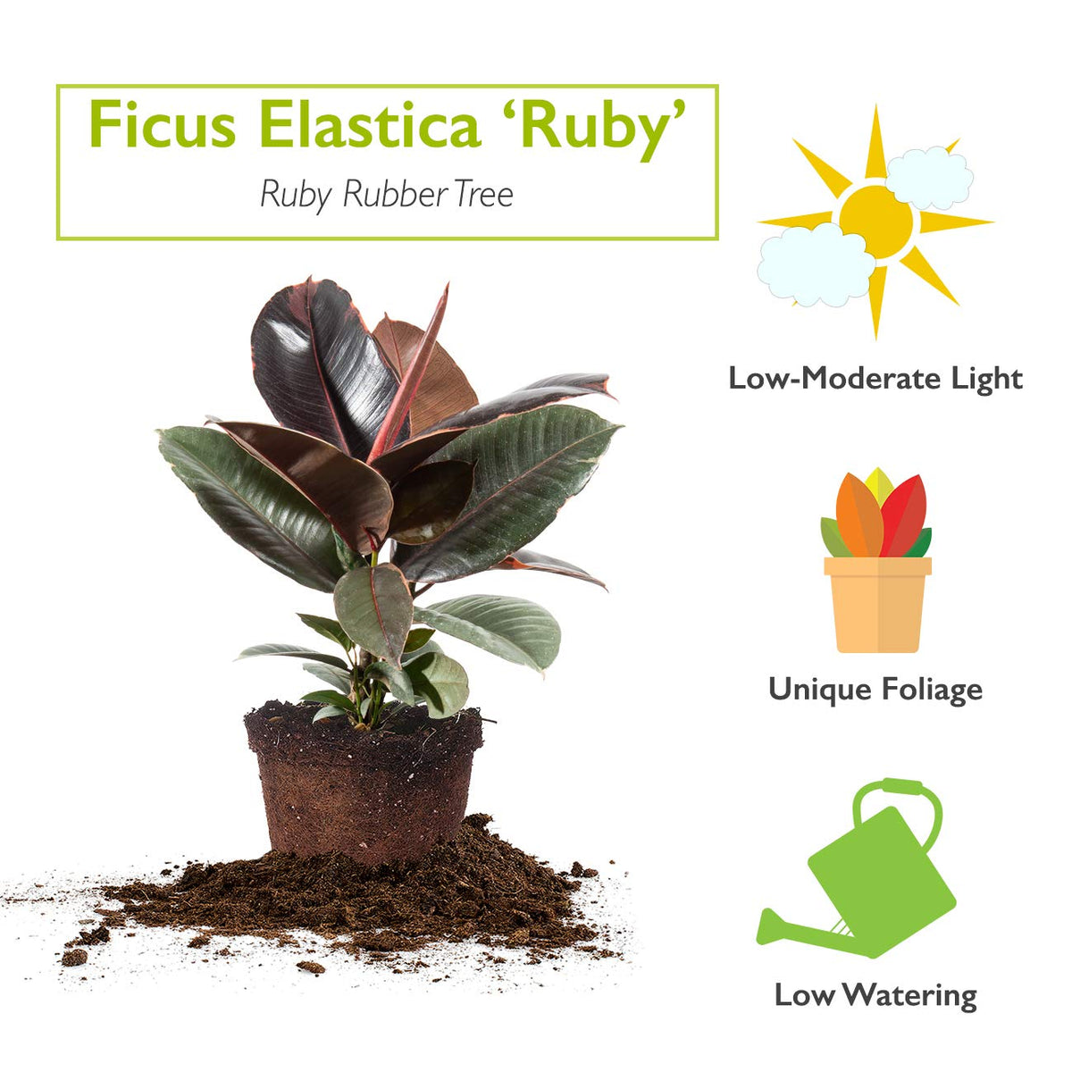 Perfect Plants Variegated Rubber Plant | Ficus Elastica 'Ruby' | Live Indoor Houseplant | Unique Home Décor, 6in. Grower's Pot