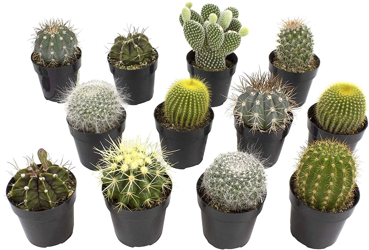 Assorted Cactus Collection 2.5" 12 pack