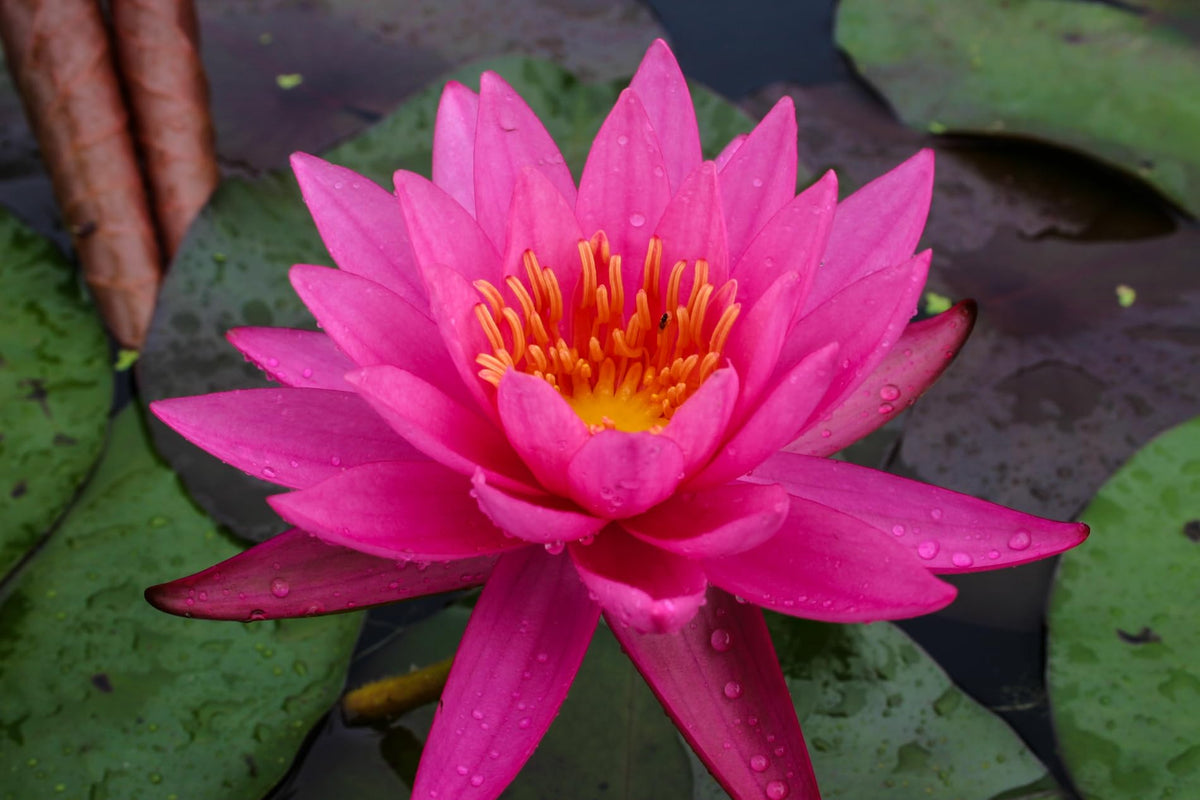 Mature Fully Grown Hardy Water Lily (Assorted Pink)