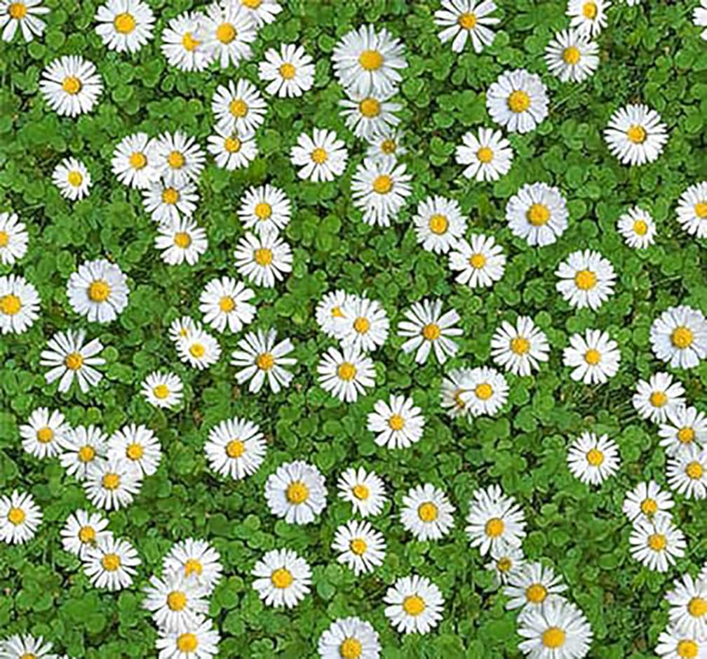 6000 Creeping Daisy Seeds - Annual, Full Sun Daisy