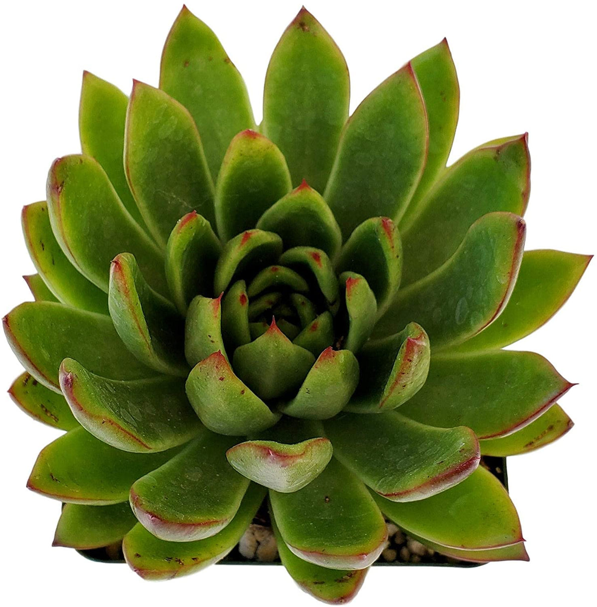 Live Green and Red Echeveria Agavoides Lipstick Succulent Plant - Stunning Rosette Drought-Tolerant Indoor/Outdoor Decor - Unique and Hardy Cactus Variety Rooted in Soil with Pot