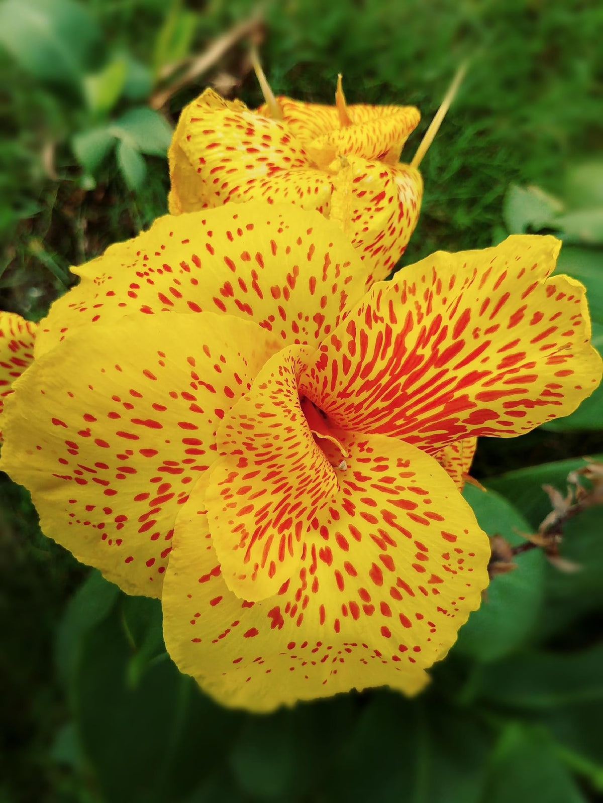 Canna Lily Picasso Rhizome Bulbs for Spring Planting, Flowering Root (2)