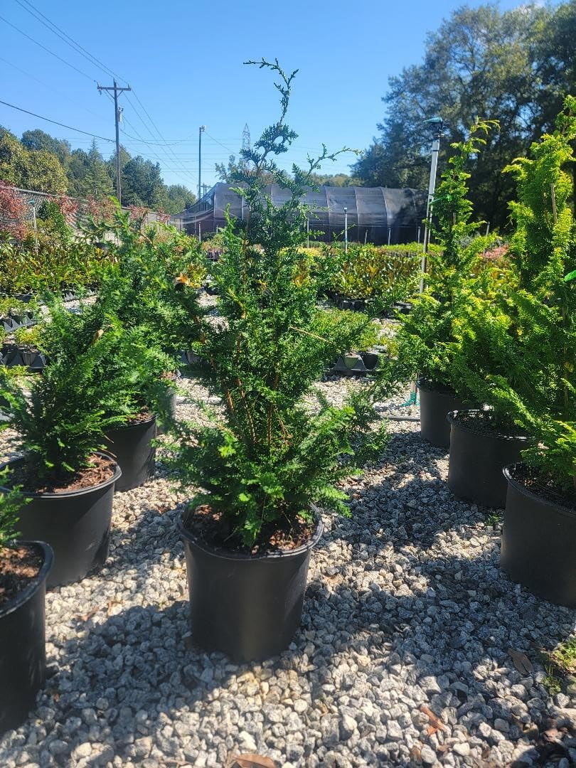 Fernspray Hinoki Cypress - Live Plant - 3 Gallon Pot