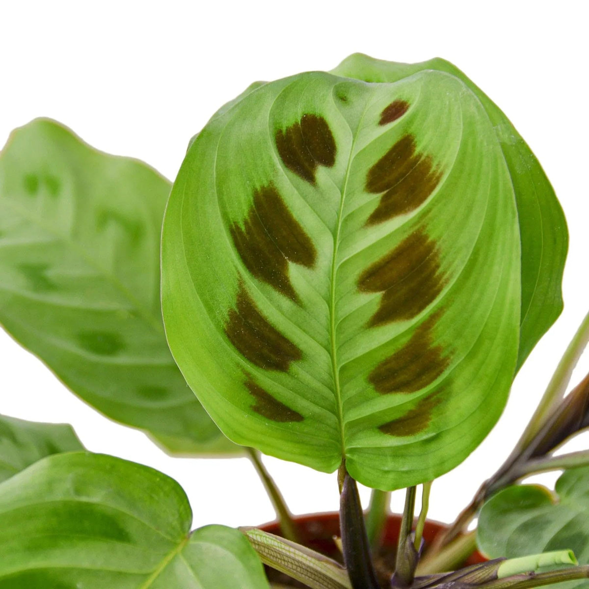 Maranta Leuconeura | Live Plant for Indoor & Outdoor | for Living Room, Office, Bathroom | (3" Pot)