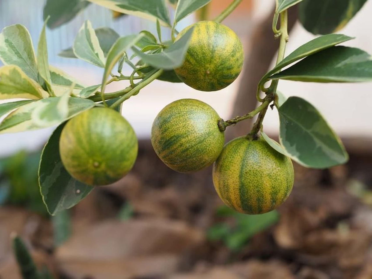 California only! Variegated Calamondin Calamansi Semi-Dwarf Tree, 24-36" Tall, grafted