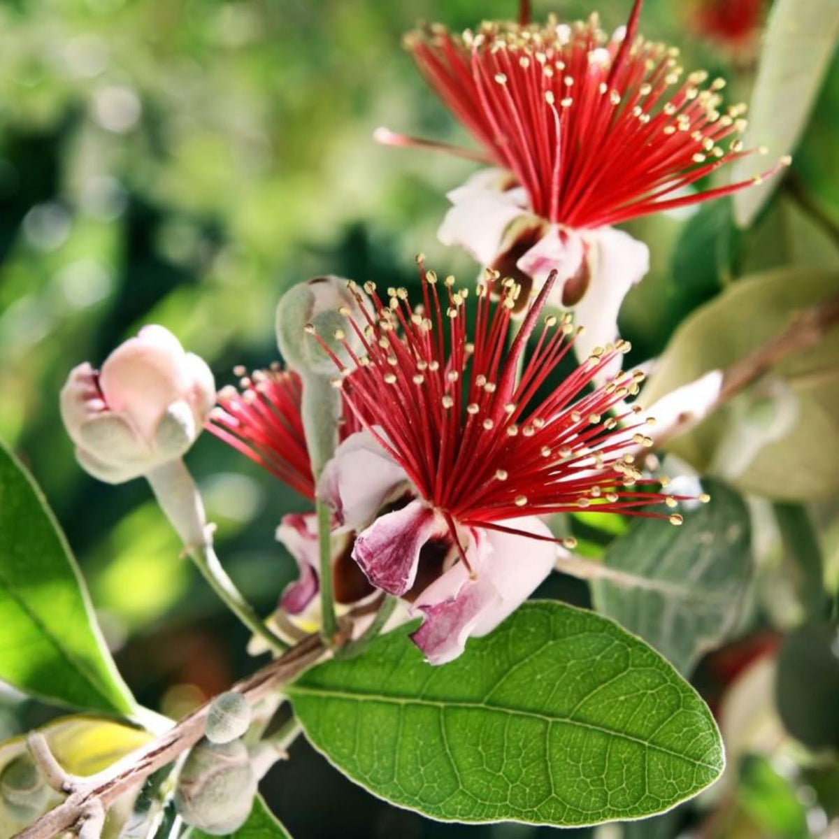 3 Pineapple Guava Live Plants, Pineapple Guava Fruit Trees 4-7 Inches Tall to Grow