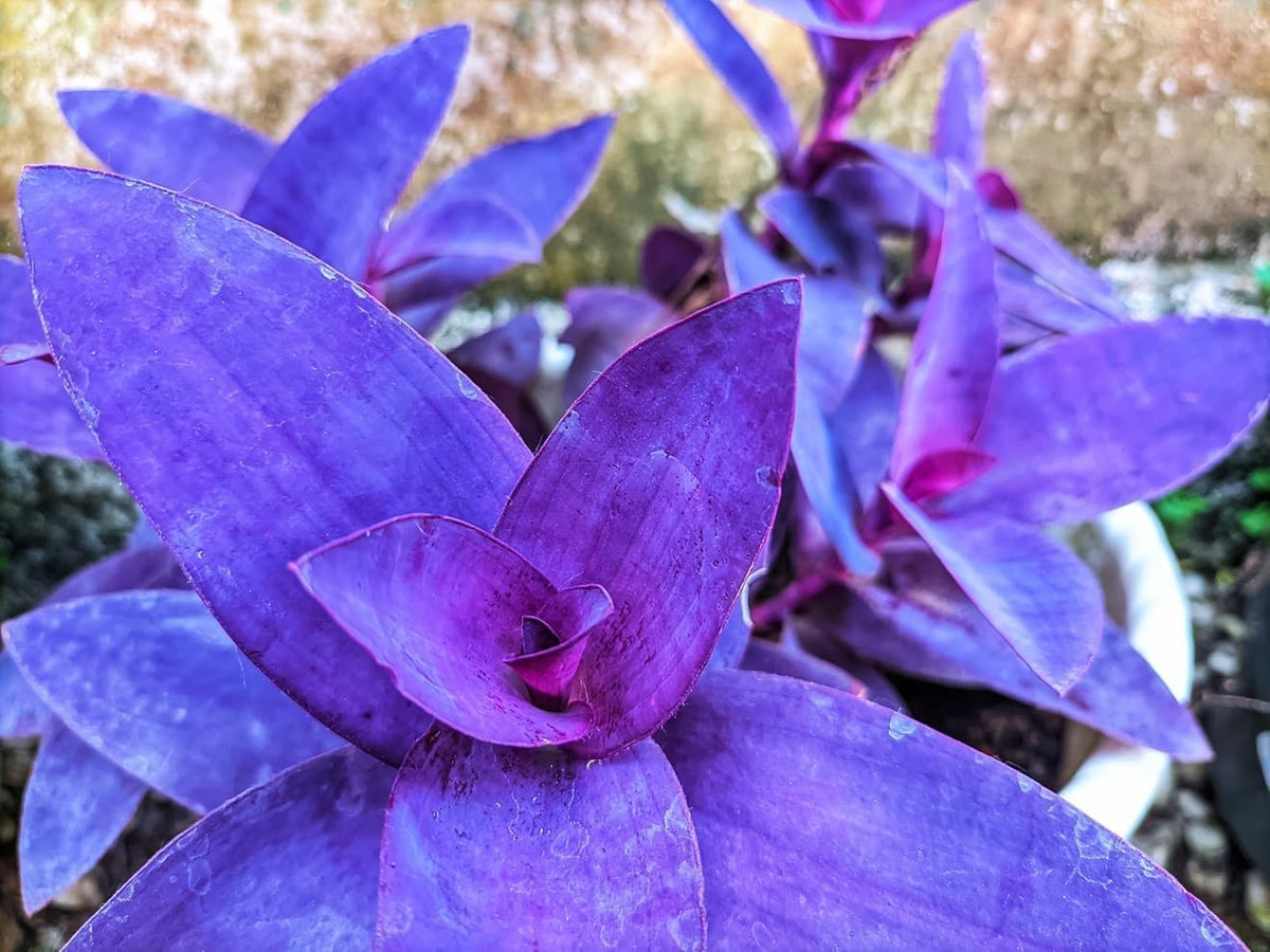 4 Cuttings Purple Heart Wandering Jew - Tradescantia Pallida Purpurea Plant - Easy to Grow Indoor Outdoor Plant - Unrooted Cuttings