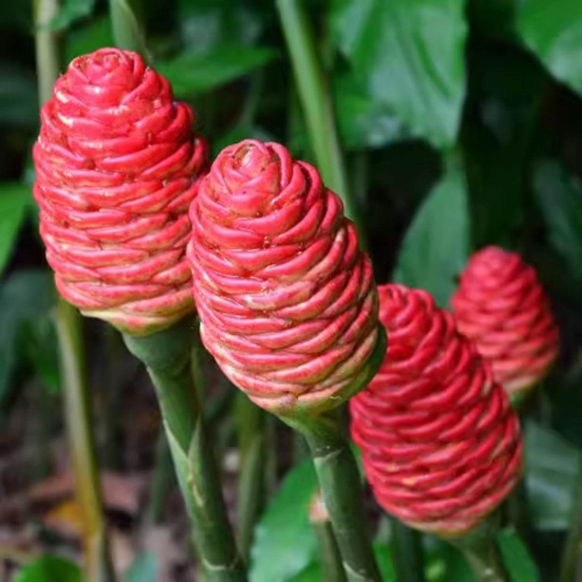 3 Shampoo Ginger Rhizomes for Planting, Live Awapuhi Shampoo Ginger Roots to Grow, Zingiber Zerumbet Fresh Ginger Plant Live