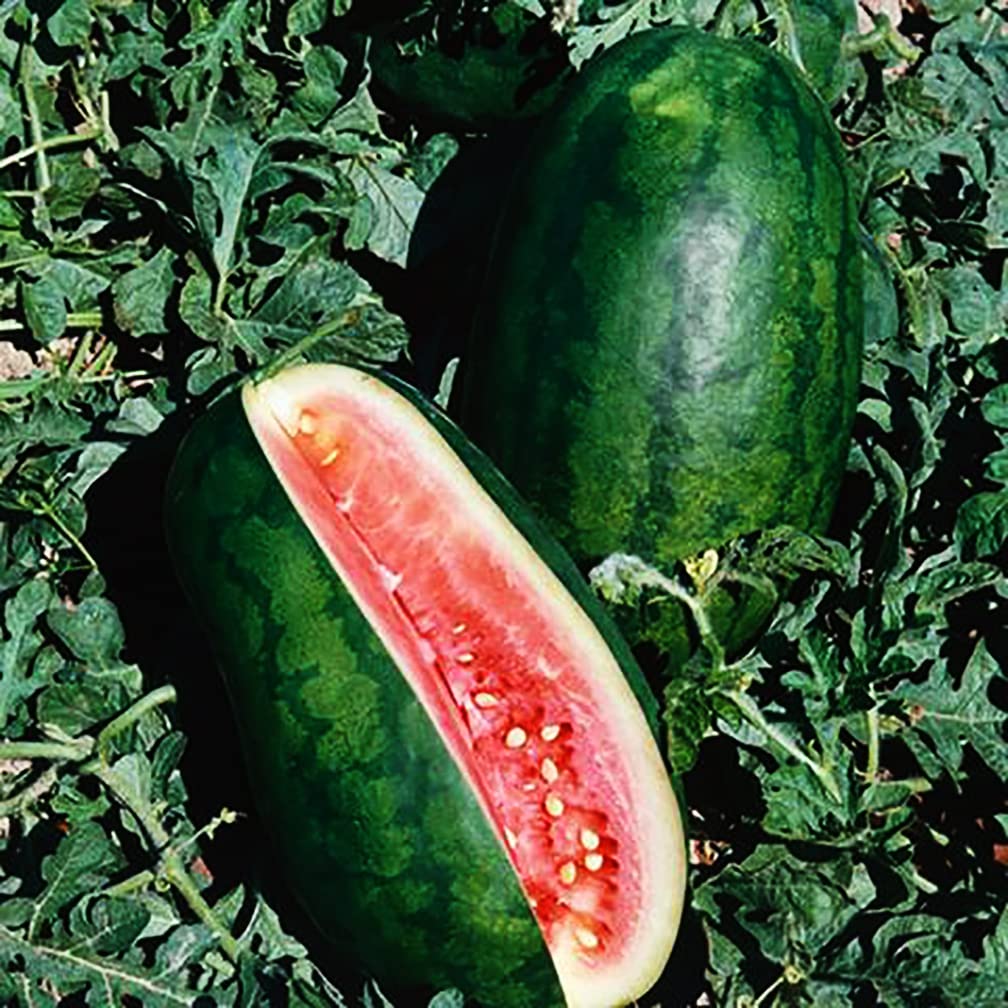 Congo Watermelon Seeds - Extra Sweet Heirloom Variety