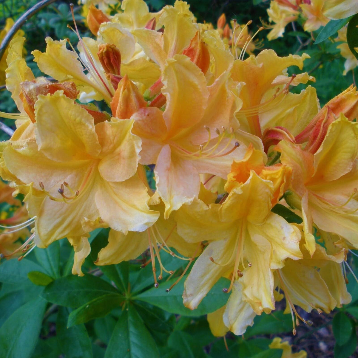 Live Plant - Golden Lights Deciduous Azalea Rhododendron Well Rooted “Small “Starter Plant