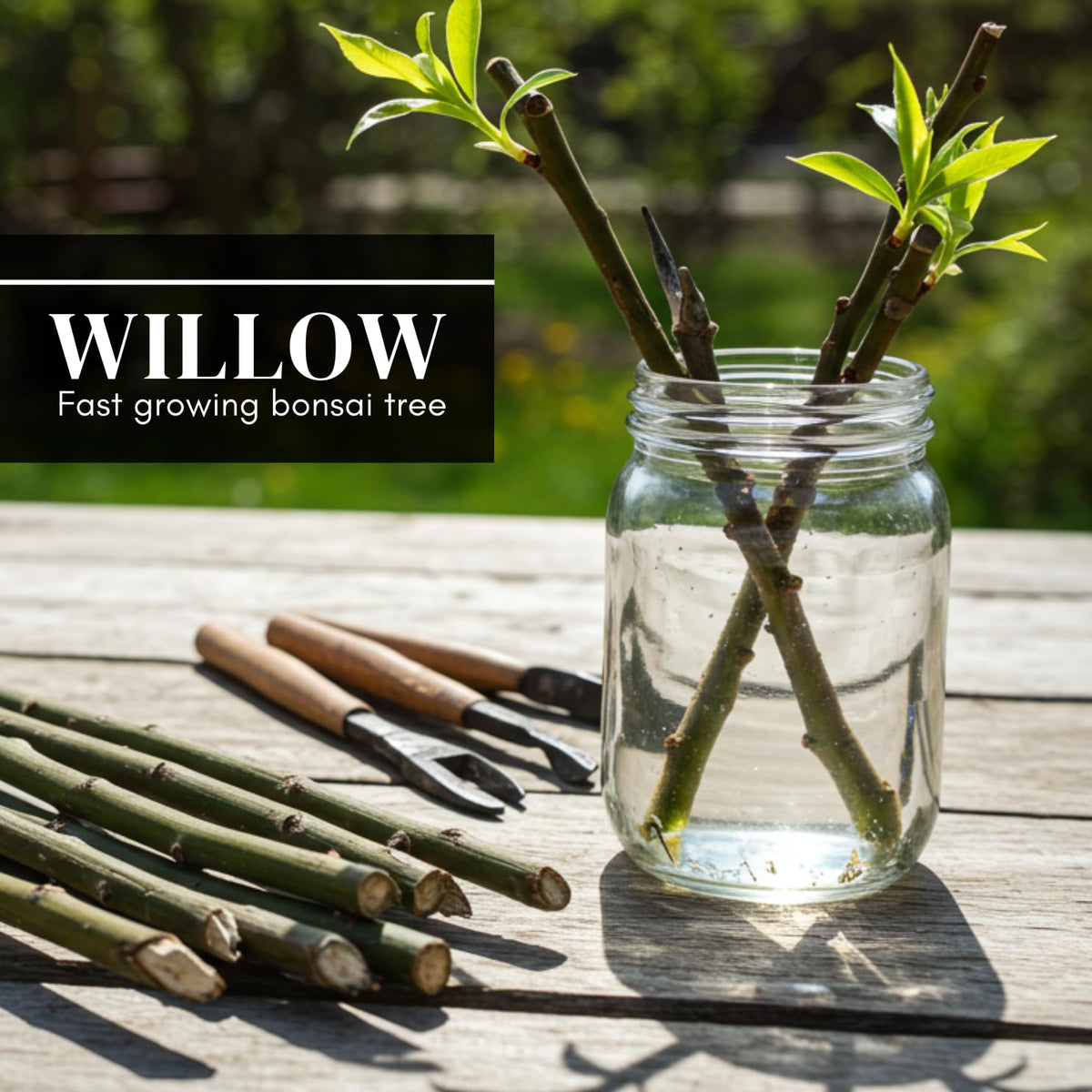 2 Miniature Weeping Willow Tree Cuttings to Grow - Stunning Weeping Branches are a Sight to See - Fast & Easy to Grow - Perfect for Indoor Pots or Outdoor Gardens, Unique Bonsai Gift for Gardeners