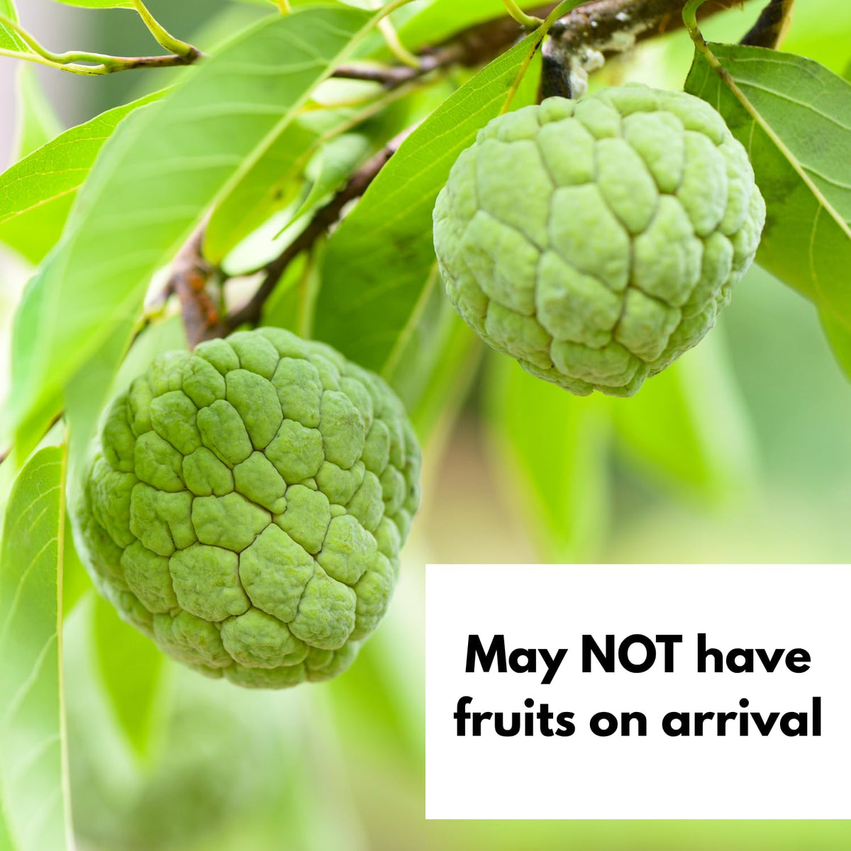 Sugar Apple Tree Live Plant, 1.5-2.5 Feet Tall, Annona Squamosa Sugar Apple Fruit Tree in Gallon Pot, No Ship CA
