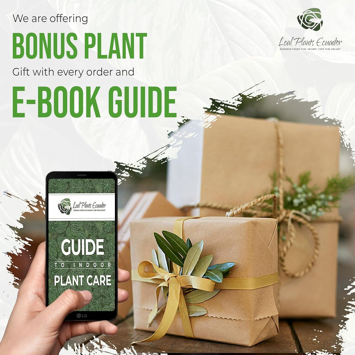 LEAL PLANTS ECUADOR Anthurium Luxurian | Exotic Green Indoor House Plant | Rare Anthurium for Living Rooms | Stunning Crystallinum Houseplant | Low-Maintenance Tropical Plants
