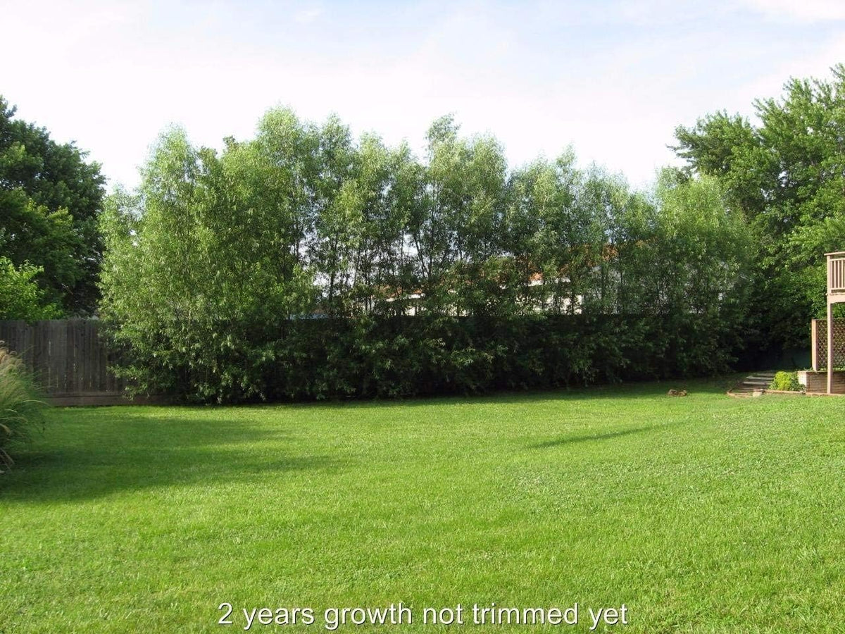 Willow Hybrid Trees for Privacy - Fast Growing Austree Willow Cuttings (25 Cuttings)
