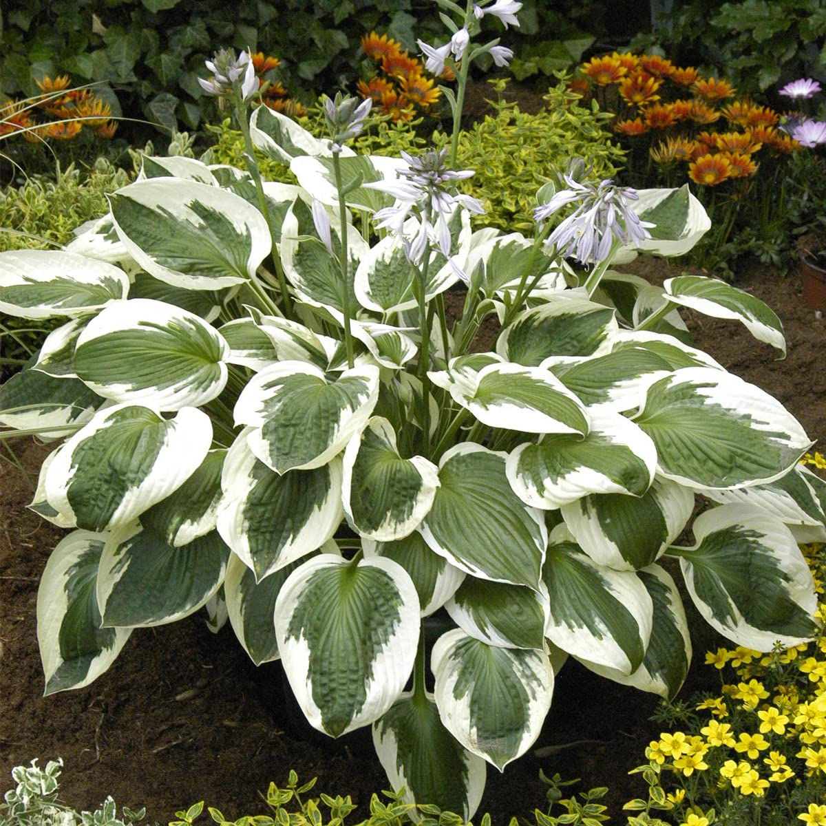 Van Zyverden Hosta Minuteman Set of 3 Roots