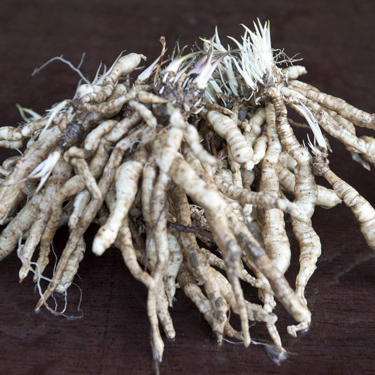 Van Zyverden Tall Phlox Paniculata Cleopatra Set of 9 Roots