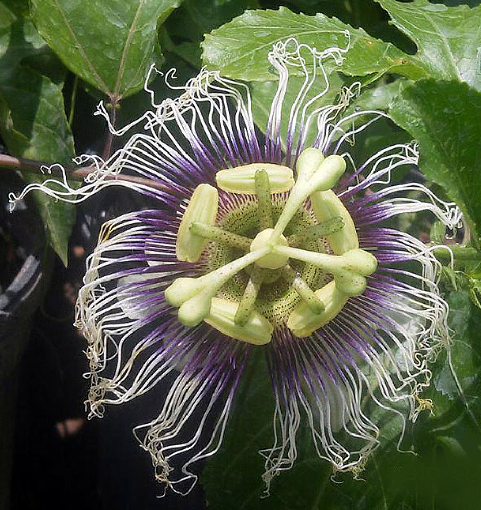 Possum Purple Edible Passion Vine Plant - Passiflora edulis - Exotic! - 4" Pot