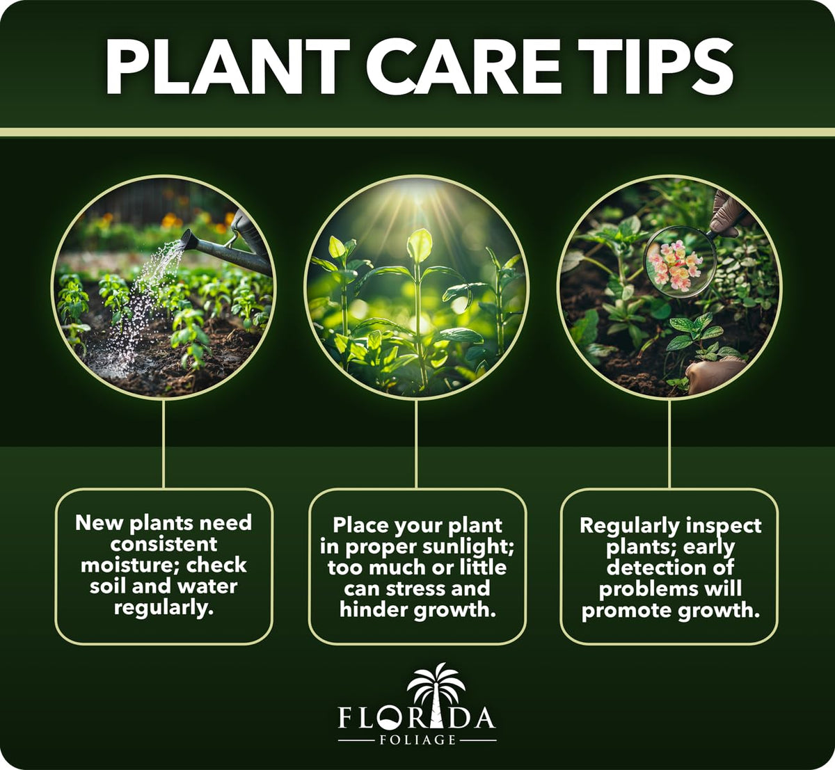 Juniper Bar Harbor - 3 Live Gallon Size Plants - Juniperus Horizontalis - Drought Tolerant Cold Hardy Evergreen Groundcover
