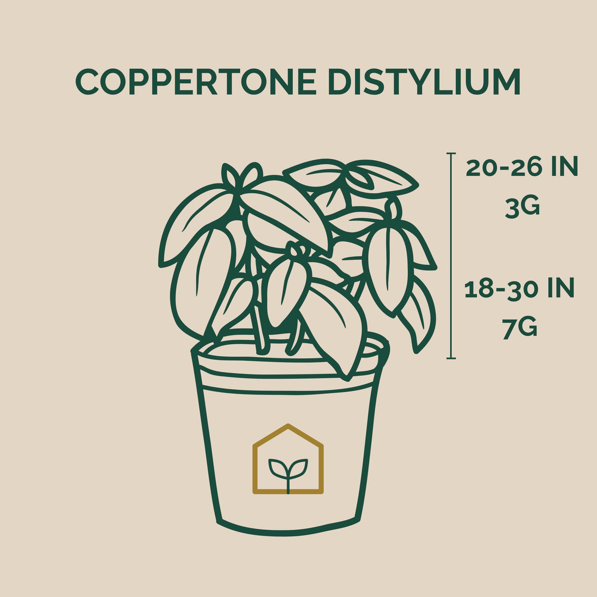Coppertone Distylium 3-Gallon