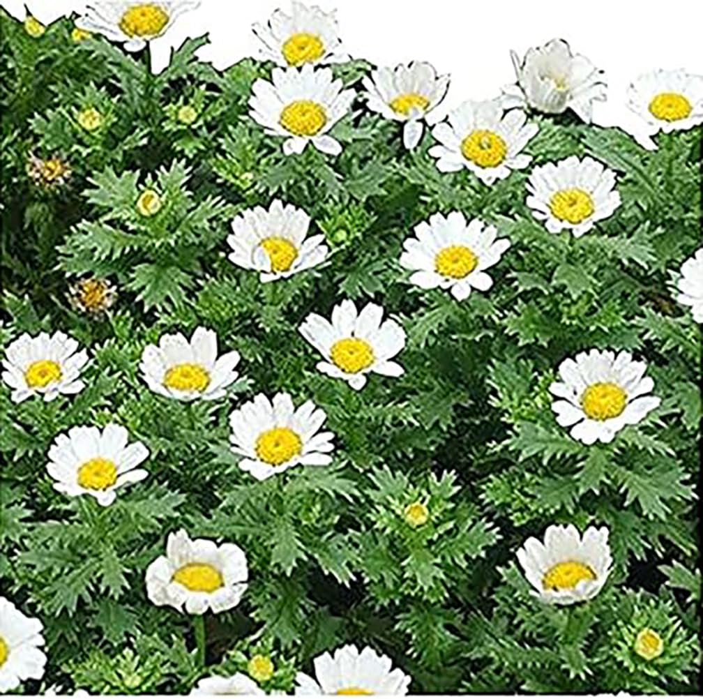 6000 Creeping Daisy Seeds - Annual, Full Sun Daisy