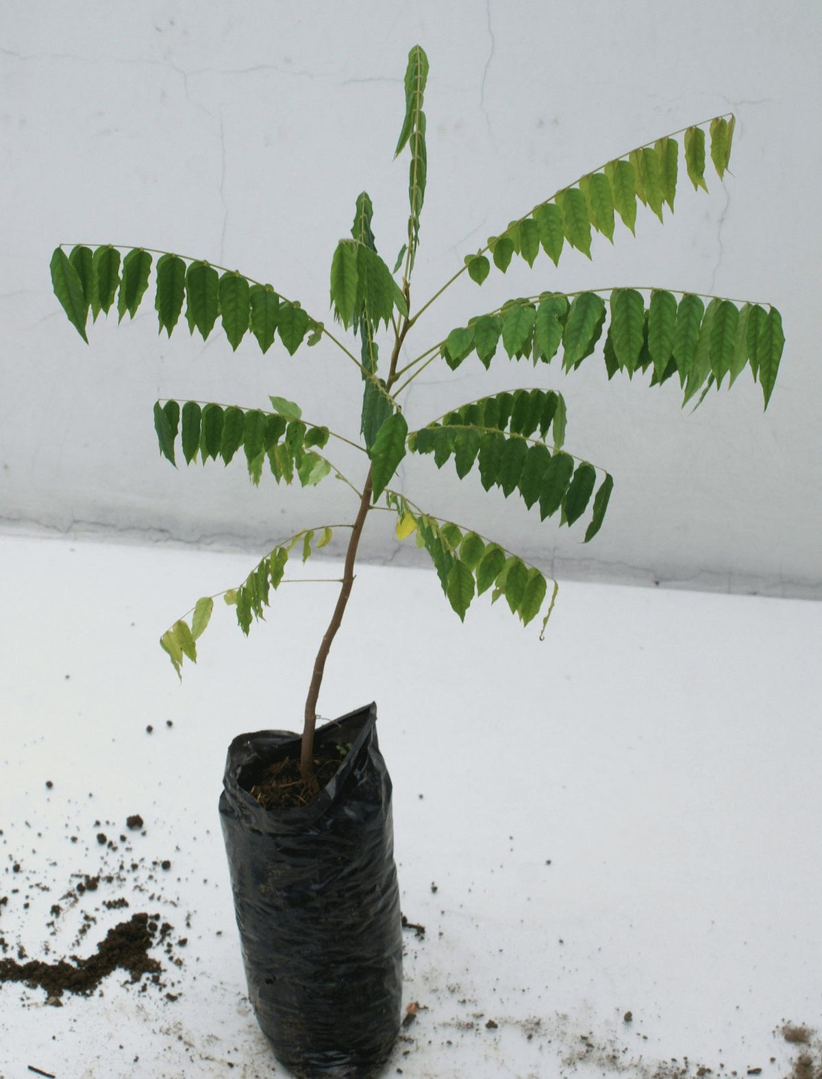 Averrhoa Bilimbi (Cucumber Tree) Bilimbi Tropical Live Fruit Tree(10inch-1ft)