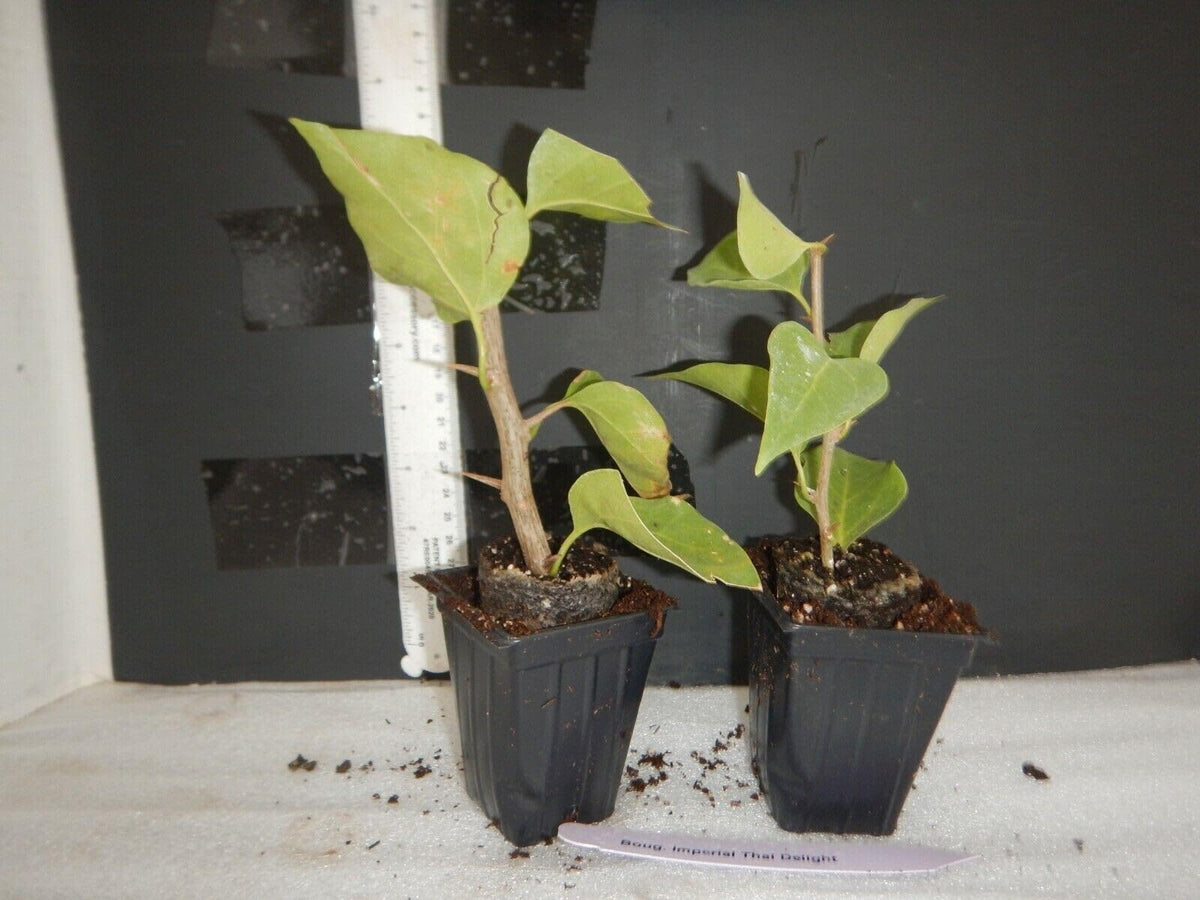Live Plant - Miami Pink Bougainvillea Small Well Rooted Starter Plant