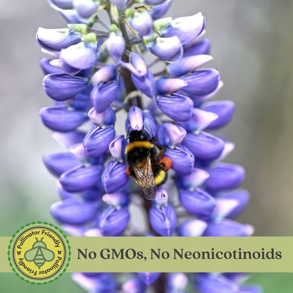 Clovers Garden Lupine Gallery Mix (Lupinus) Plants – Two (2) Live Plants – Non-GMO - Not Seeds - Each 4" to 8" Tall – in 4" Inch Pots – Perennial Flower