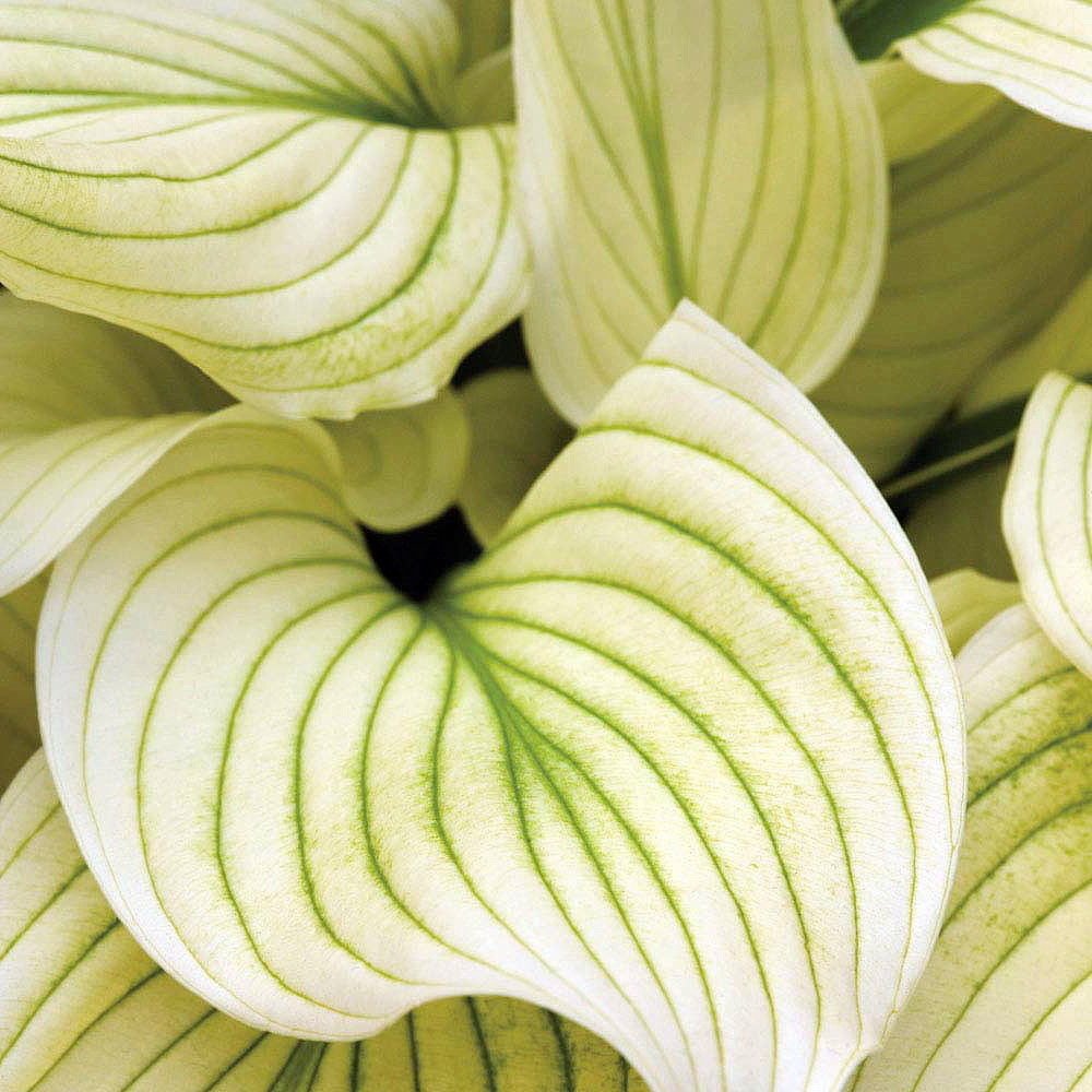 White Feather Hosta - UNBELIEVABLE/RARE/NEW - Bareroot