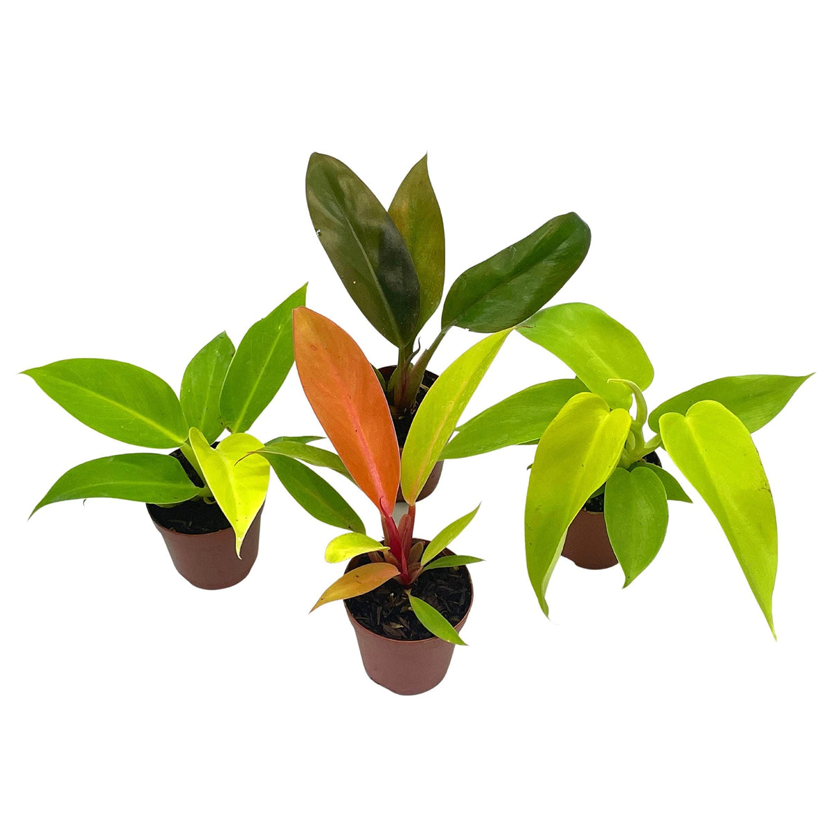 BubbleBlooms Philodendron Assortment Set, 2 inch pots, 4 Different Philo Imperial House Plants