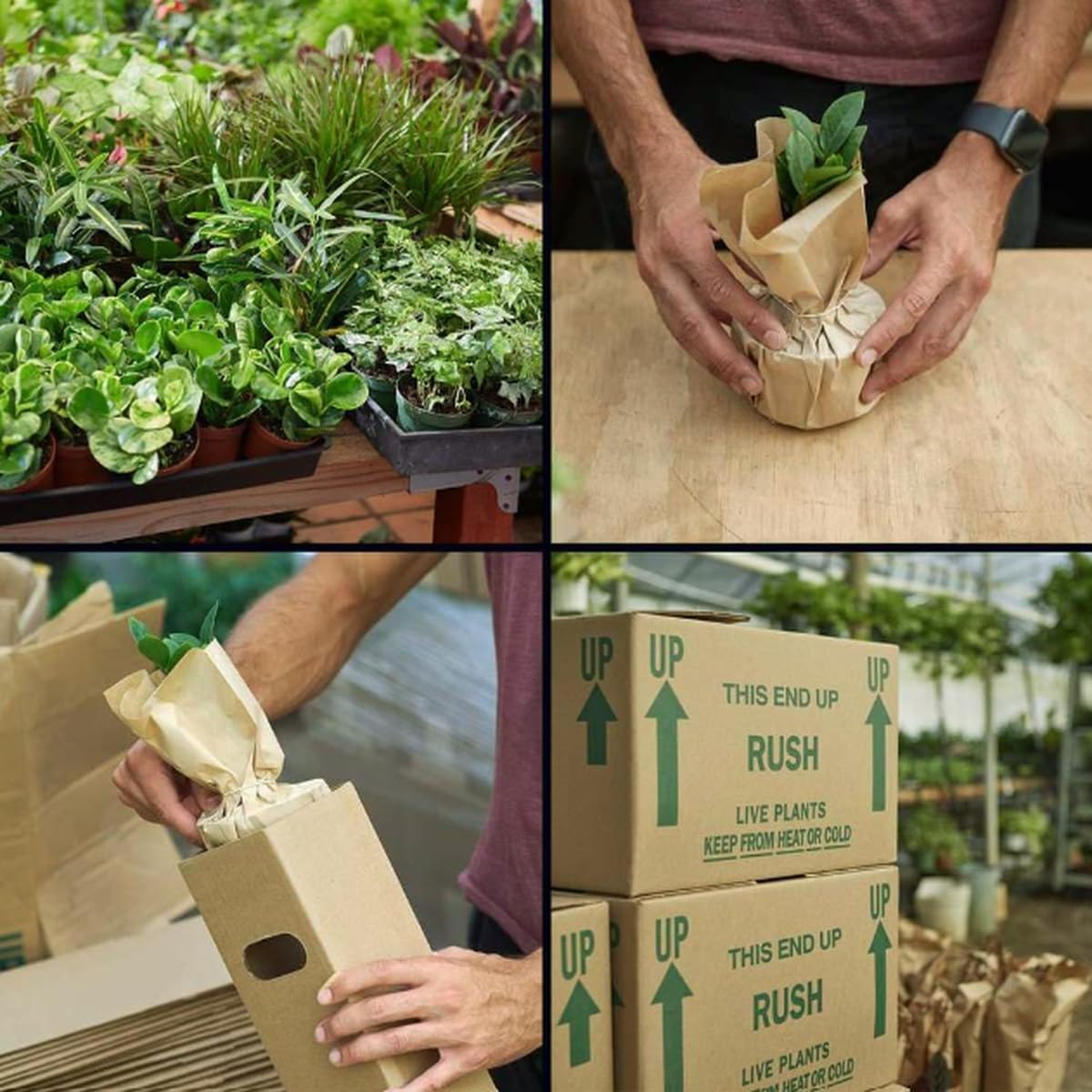 Pilea Moon Valley | Live Plant for Indoor & Outdoor | for Living Room, Office, Bathroom | (4" Pot)