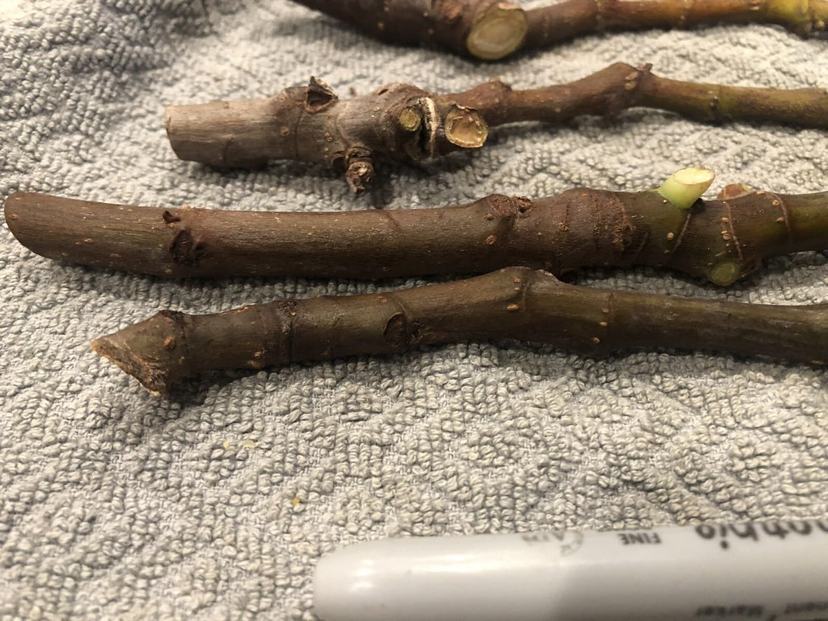 Live Plant - Fig Tree cuttings White Adriatic