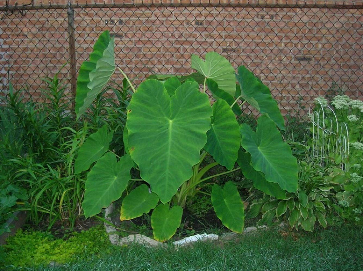 5 Live Colocasia Esculenta Elephant Ear Taro Gabi Kalo Eddo Bulbs #TSMN