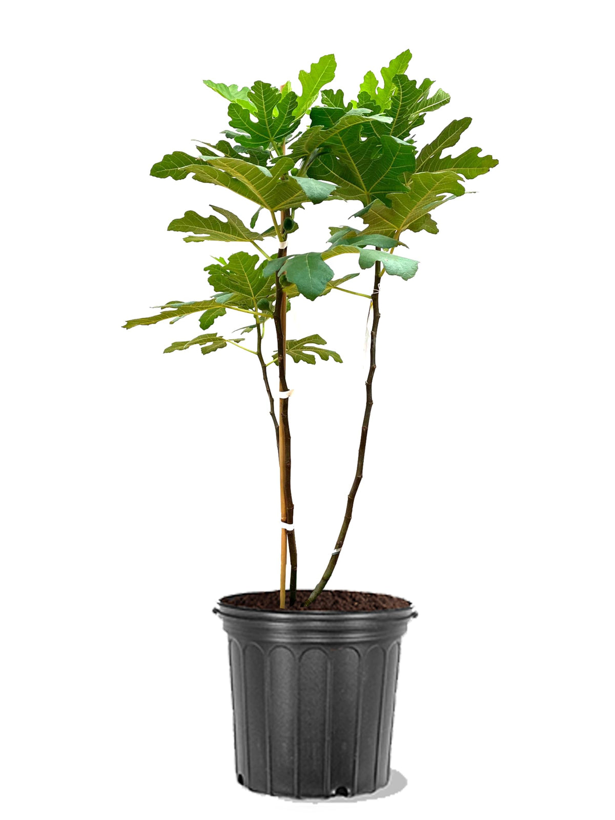 Fig Tree Chicago Hardy 5 Gallon - (Due to Agricultural Laws, we Cannot Ship to CA, AZ, AK, or HI)