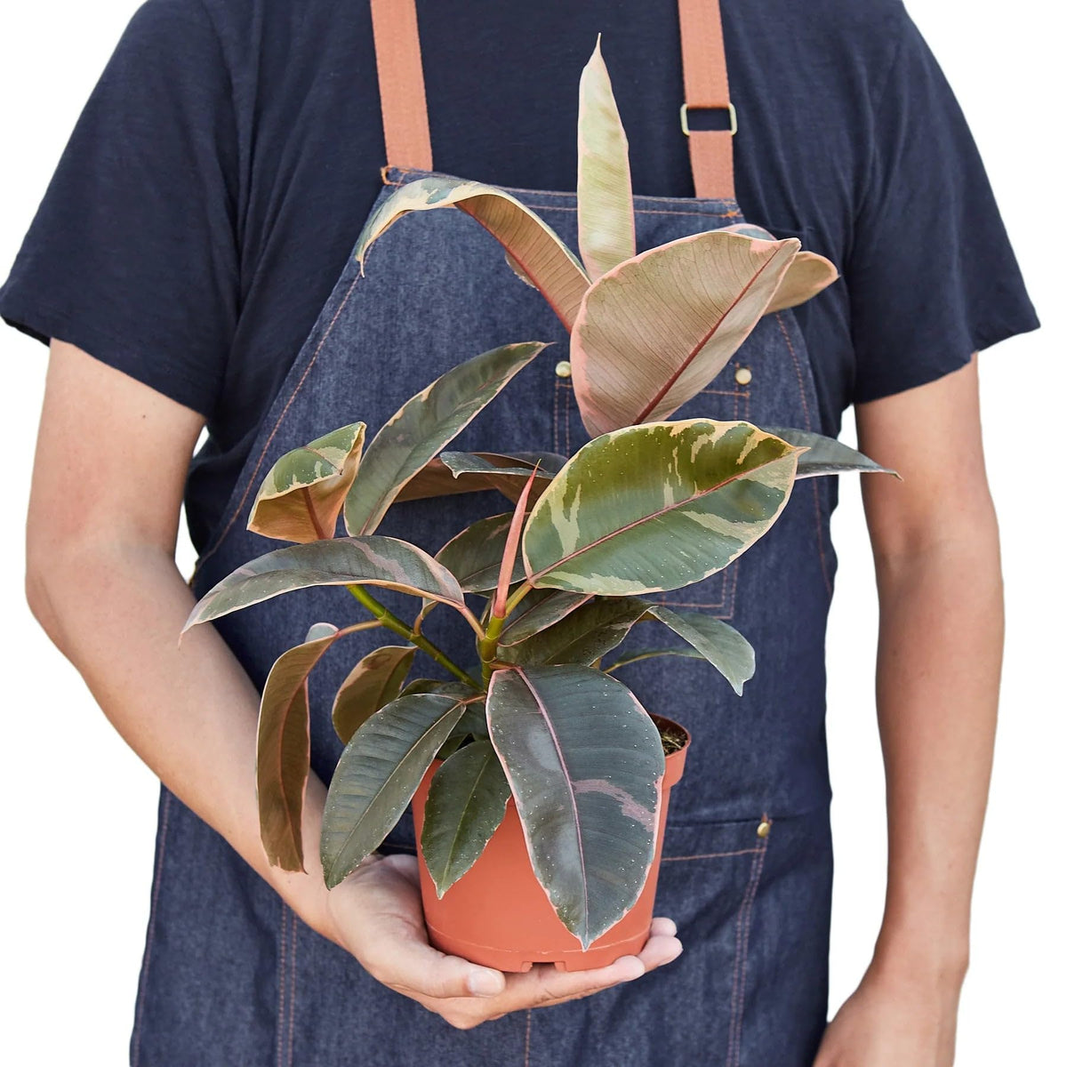 9 Pack Ficus Elastica 'Ruby Pink' in 4in Pot - Live Plants Tropical Houseplants | Variegated | USA Growers | The Snobby Leaf