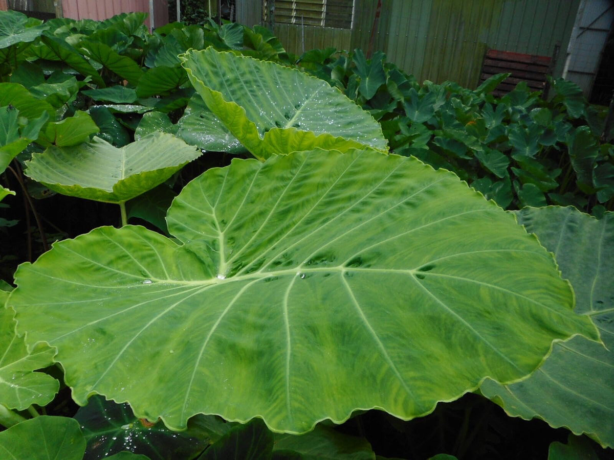 RedCrocus - RedCrocus Assorted Elephant Ear Xanthosoma – Large Tropical Foliage Plant, Shade Garden, Container Friendly, Pollinator Attractant, Indoor Use, Durable, Easy Care 6" Pot