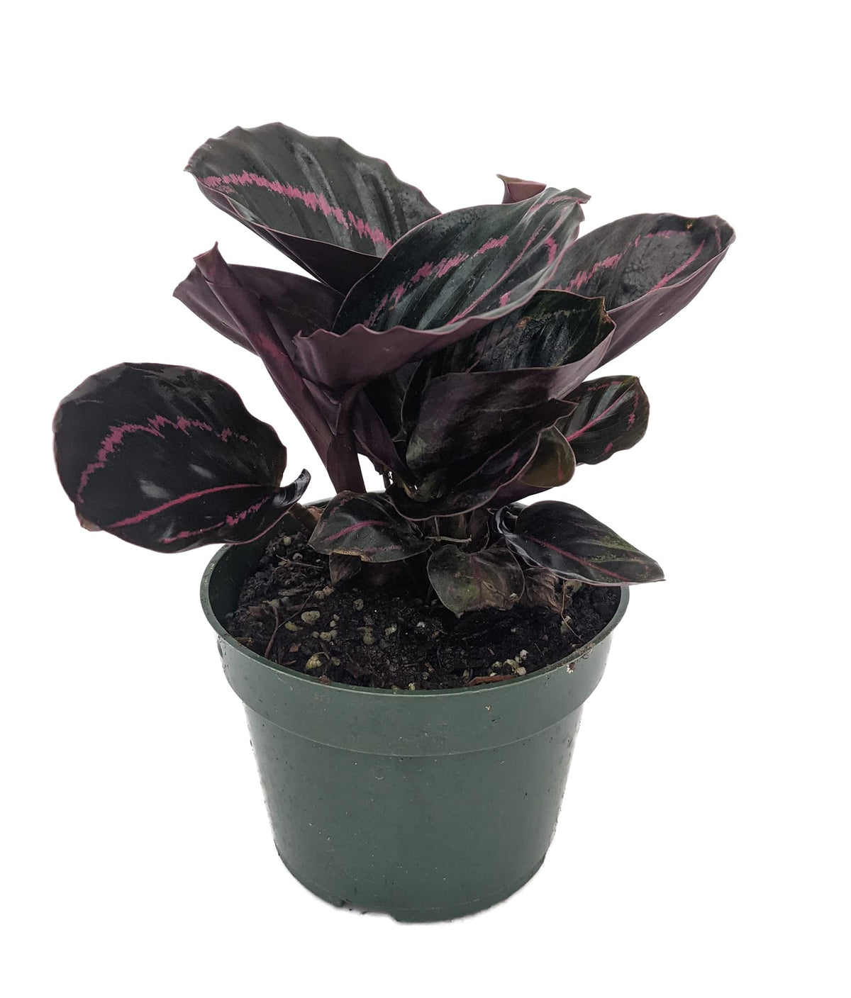Dottie Rose Painted Prayer Plant - Calathea roseopicta 'Dottie' - Easy - 4" Pot