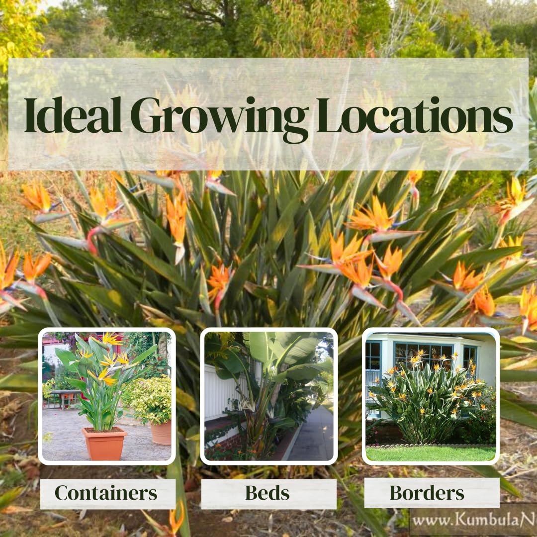 Bird of Paradise Plants Live (4-Pack), Strelitzia Plants with Perennial Orange (2) and White (2) Flowers, Indoor/Outdoor Plants, Exotic Tropical Decor, Not Artificial, 6-10" Height. 2" Pot.