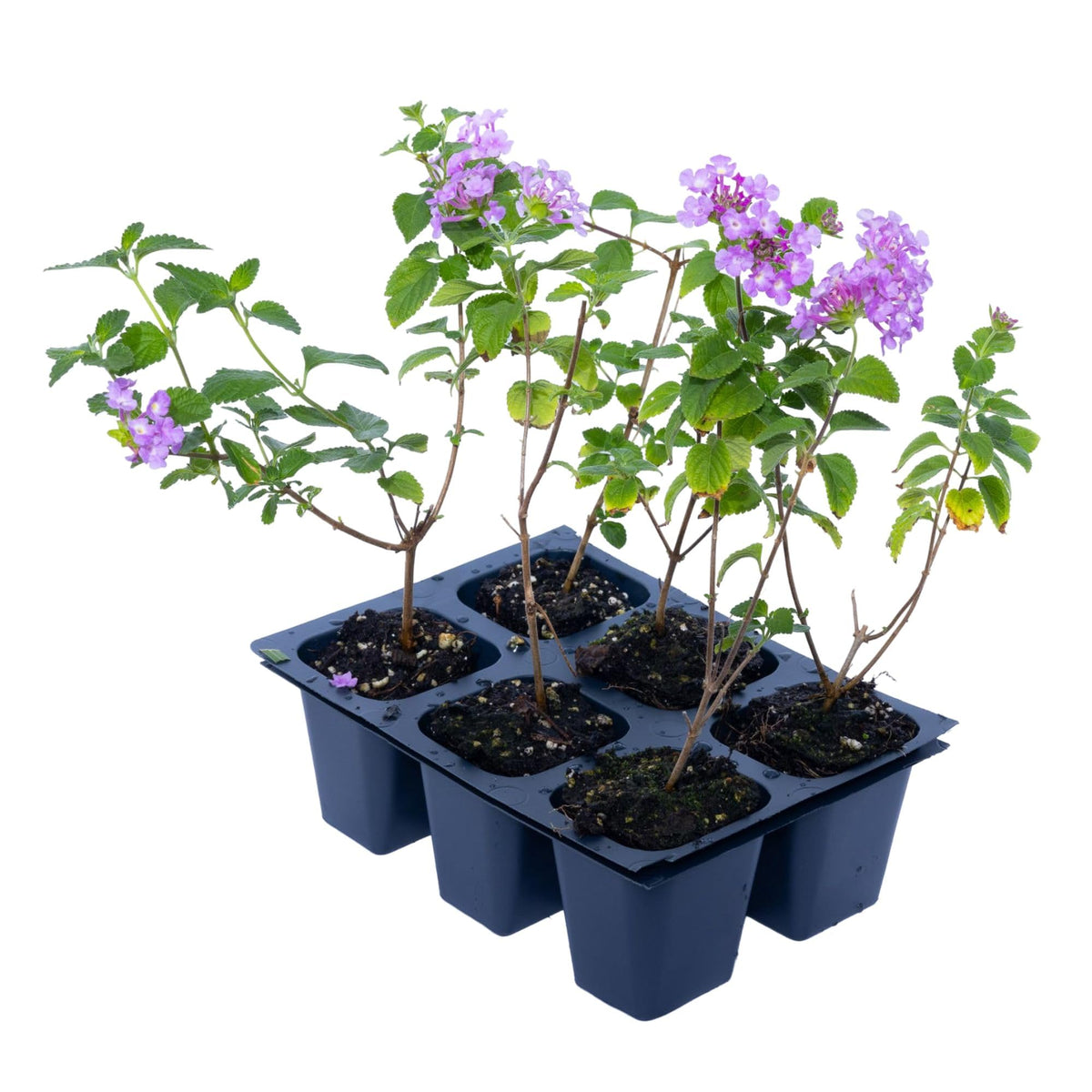 3 Purple Trailing Lantanas, Live Plants – Continuous Blooms, Thriving in 2.5” Nursery Cubes