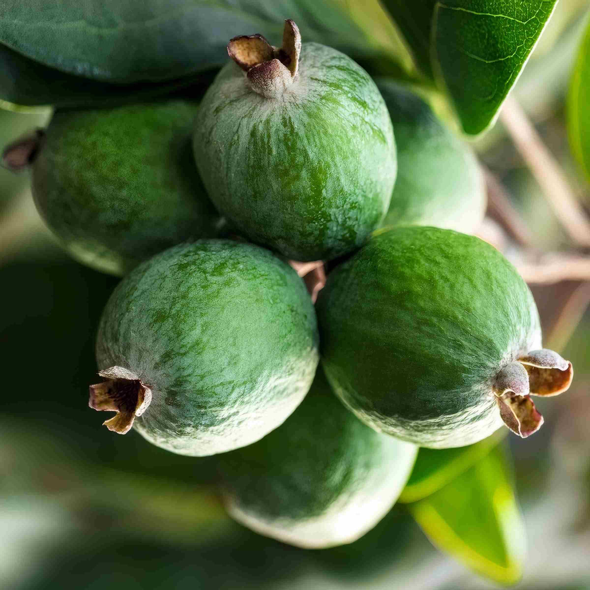Fejoa Pineapple Guava Silver Leaf - Live Fruit Plant - Edible Landscape - ACCA sellowianna - White Flower - Emerald Goddess Gardens - Starter Sz 4 Inch Pot