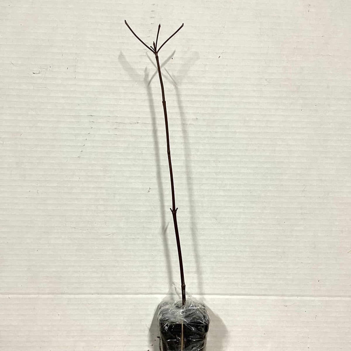 Live Plant - 2 Dappled Willow Trees/Shrubs - 6-12" Tall Seedlings - Live Plants - 2.5" Pots