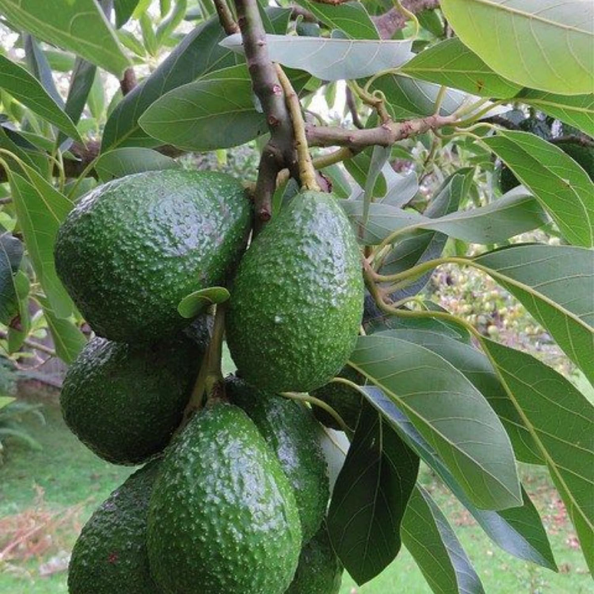 HASS Avocado Tree Live Plant, Avocado Fruit Tree 1-2 feet in 3 Gallon, Outdoor Planting, No Ship to CA