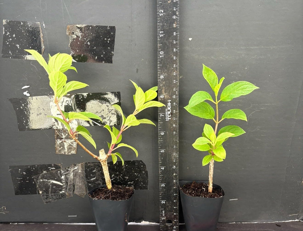 Live Plant - Hydrangea Well Rooted Starter Plant