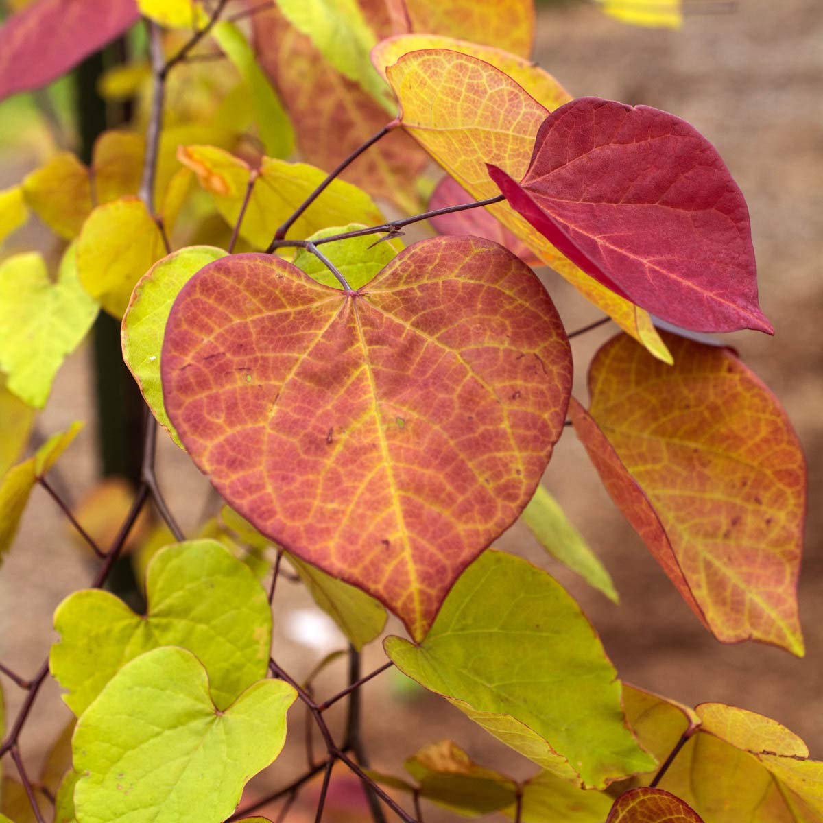 Flame Thrower Redbud (Cericis) Flowering Tree - Bring Color to Your Yard All Spring and Summer Long - Includes one Bare Root Tree per Offer
