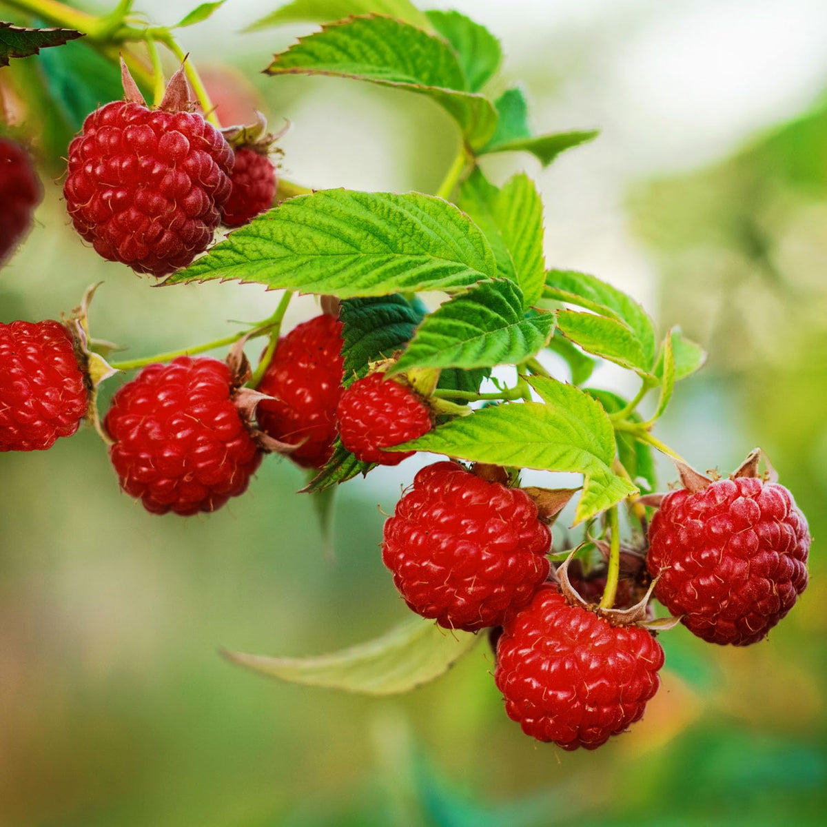Garden State Bulb Latham Raspberry Bare Roots for Planting, Non-GMO (Bag of 2)