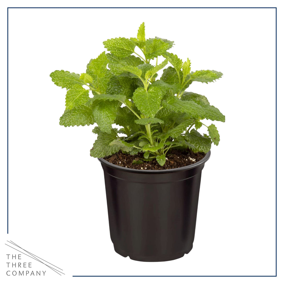Live Aromatic and Edible Herbs - Assorted Varieties (4 Per Pack) - Lemon Verbena, Eucalyptus, Mint, Lavender - 6" Tall by 3" Wide in 1 Pint Pot