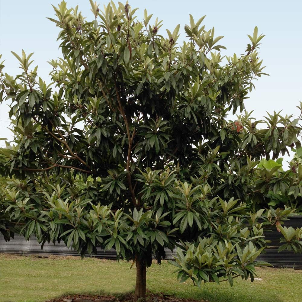 Brighter Blooms - Cold Hardy Avocado Tree, 4-5 ft. - No Shipping to AK, AZ, HI, OR